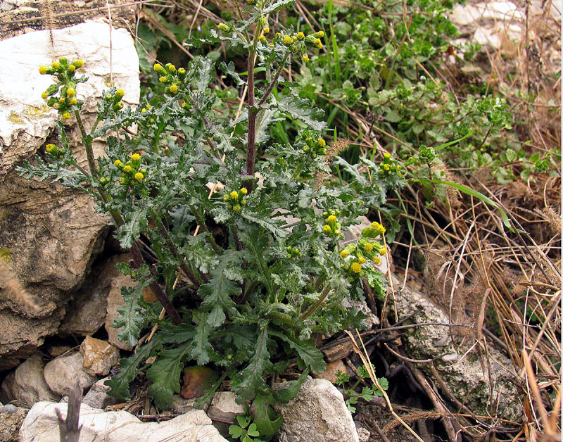 Senecio vulgaris / Senecione comune